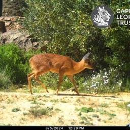 Cape grysbok